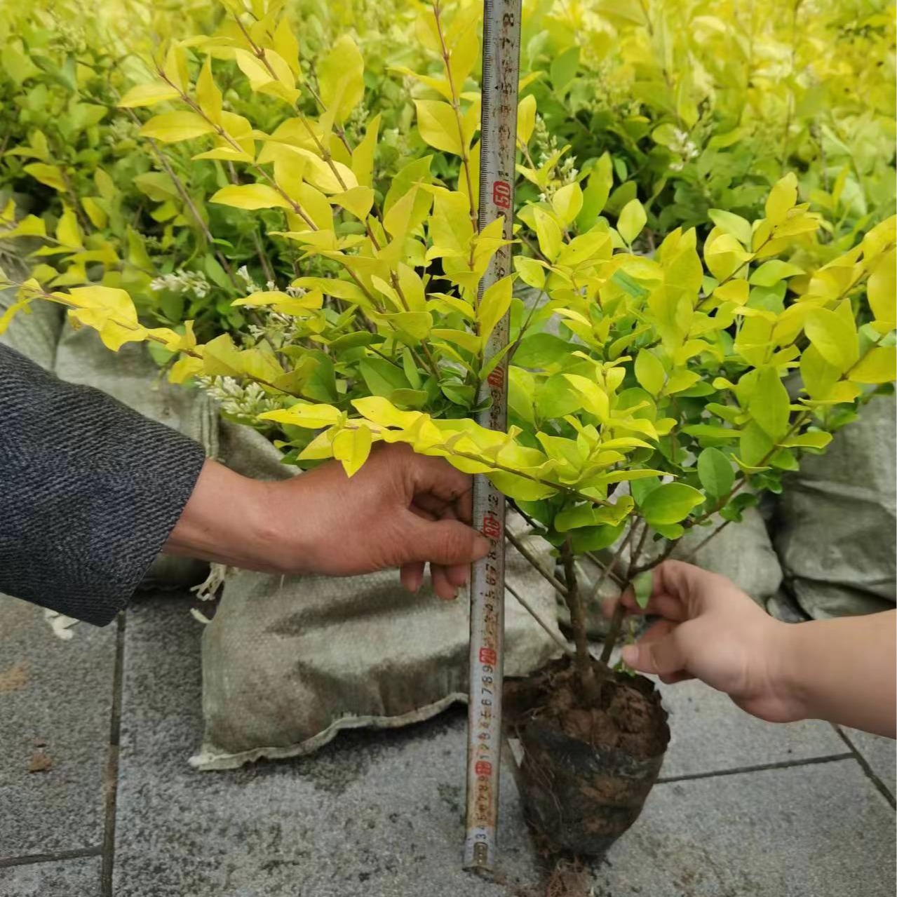 太阳成集团tyc122ccvip